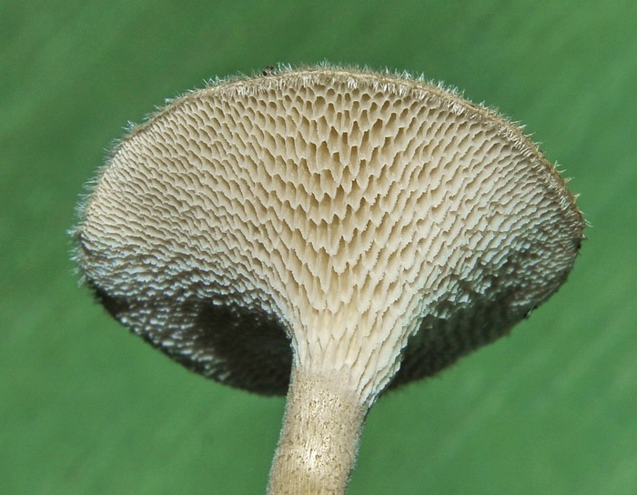 Polyporus arcularius nato in coltura